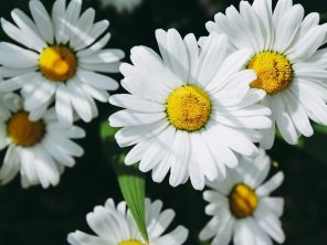 {{brizy_dc_image_alt entityId=