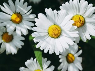 {{brizy_dc_image_alt entityId=